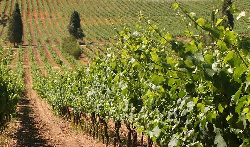 A familiar Bairrada e os vinhos mais longevos de Portugal