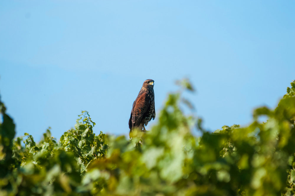 Vinhos BONS – Biodâmicos, Orgânicos, Naturais e Sustentáveis