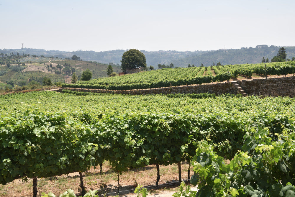 O Dão e os vinhos mais elegantes de Portugal
