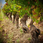 O que são Vinhas Velhas e como elas influenciam o seu vinho